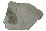 Rare, Partial Dicranopeltis Trilobite From Rochester Shale - New York #186065-1